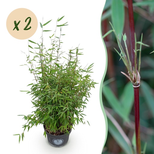 "Fontänen-Schirmbambus (Fargesia nitida) – winterhartes Ziergras, Höhe ca. 23 cm image"