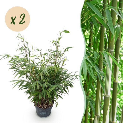"Gräser - Fargesia robusta Pingwu - Bambus - Wuchsform: Nicht Ausläuferbildend - Grün - 2 Pflanzen - Topf 23 cm - Höhe 80 cm image"