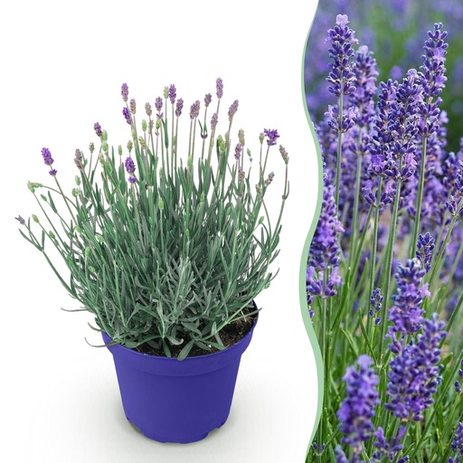 "Gartenpflanze - Lavandula angustifolia Hidcote - Lavendel - Winterhart - Lila - 1 Pflanze - Topf 12cm - Höhe 15-25cm image"