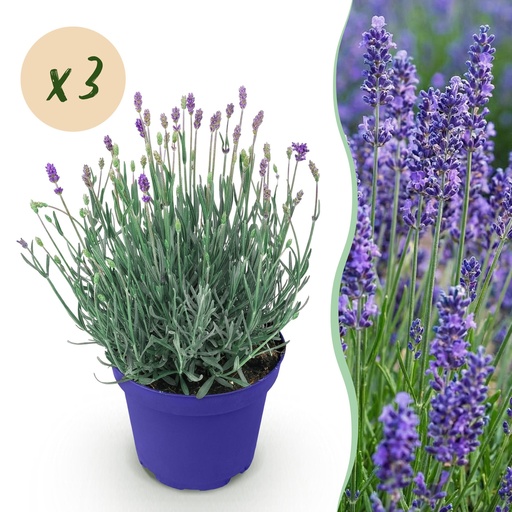 "Echter Lavendel (Lavandula angustifolia) – winterharte Duftstaude, Höhe ca. 12 cm image"