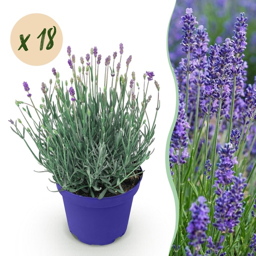 "Gartenpflanze - Lavandula angustifolia Hidcote - Lavendel - Winterhart - Lila - 18 Pflanzen - Topf 12cm - Höhe 15-25cm image"
