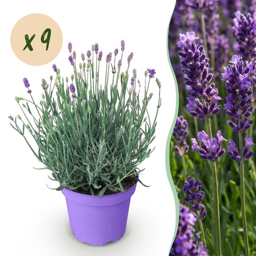"Echter Lavendel (Lavandula angustifolia) – winterharte Duftpflanze, Höhe ca. 12 cm image"