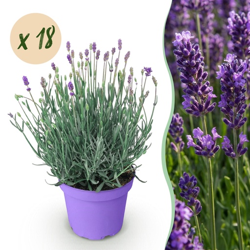 "Gartenpflanze - Lavandula angustifolia Munstead - Lavendel - Winterhart - Lila - 18 Pflanzen - Topf 12cm - Höhe 15-25cm image"