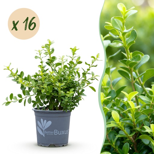 "Buxus Hecke - BetterBuxus Babylon Beauty - Resistenz gegen die Buxuskrankheit - 16 Pflanzen - 2 laufender Meter - Topf 9 cm Höhe 20-25 image"
