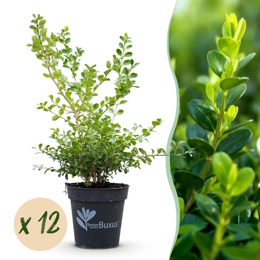 "Buxus Hecke - BetterBuxus Babylon Beauty - Resistenz gegen den Buxus-Schimmel - 12 Pflanzen - 2 laufender Meter - Topf 13cm Höhe 30-35 image"