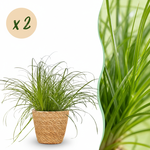 "Zimmerpflanze - Cyperus alternifolius Zumula - Katzenpflanze - Haustierfreundliche Pflanze - Grün - 2 Pflanzen - mit Korb - Topf 12cm - Höhe 20cm image"