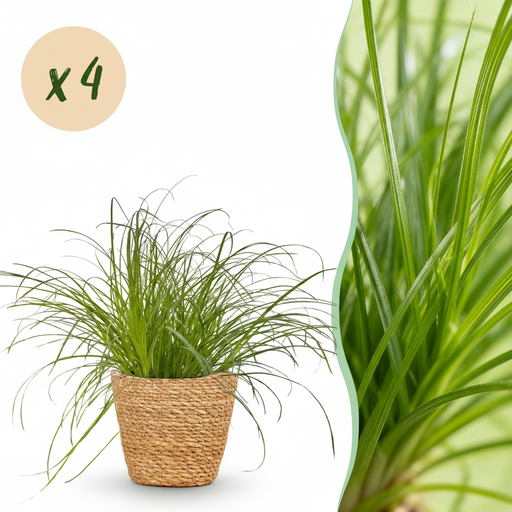 "Zimmerpflanze - Cyperus alternifolius Zumula - Katzenpflanze - Haustierfreundliche Pflanze - Grün - 4 Pflanzen - mit Korb - Topf 12cm - Höhe 20cm image"
