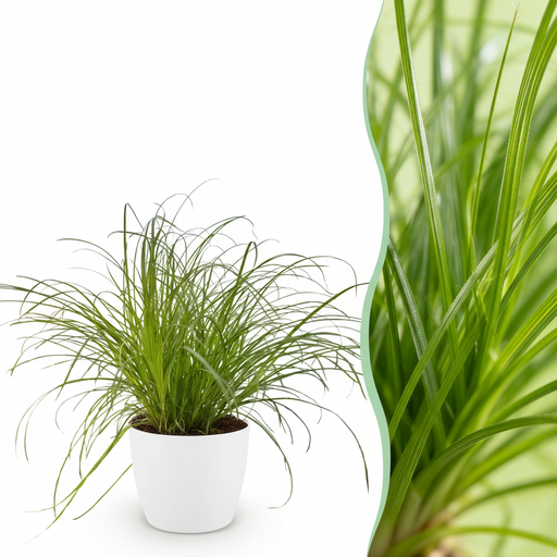 "Zimmerpflanze - Cyperus alternifolius Zumula - Katzenpflanze - Haustierfreundliche Pflanze - Grün - 1 Pflanze - mit Potter Weiß - Topf 12cm - Höhe 20cm image"