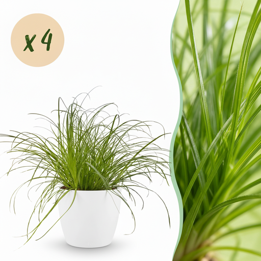 "Zimmerpflanze - Cyperus alternifolius Zumula - Katzenpflanze - Haustierfreundliche Pflanze - Grün - 4 Pflanzen - mit Potter Weiß - Topf 12cm - Höhe 20cm image"