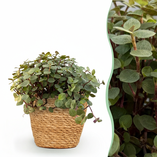 "Zimmerpflanze - Calissia repens - Katzengras - Haustierfreundlich - Grün - 1 Pflanze - mit Korb - Topf 12cm - Höhe 17-20cm image"