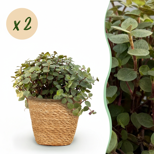 "Zimmerpflanze - Calissia repens - Katzengras - Haustierfreundlich - Grün - 2 Pflanzen - mit Korb - Topf 12cm - Höhe 17-20cm image"