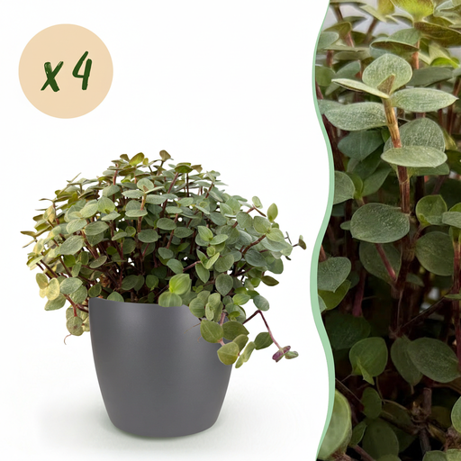 "Zimmerpflanze - Calissia repens - Katzengras - Haustierfreundlich - Grün - 4 Pflanzen - mit Potter Grau - Topf 12cm - Höhe 17-20cm image"
