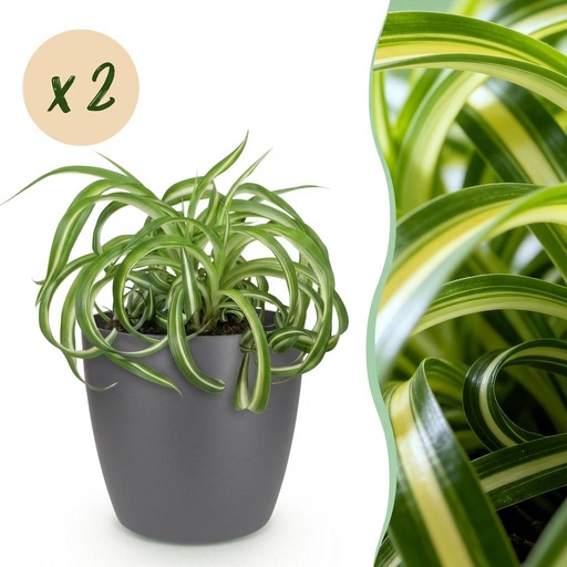 "Zimmerpflanze - Chlorophytum comosum Bonnie - Lockige Graslilie - Haustierfreundliche Pflanze - Grün - 2 Pflanzen - mit Potter Grau - Topf 12cm - Höhe 20cm image"