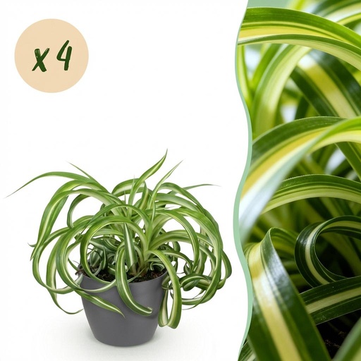 "Zimmerpflanze - Chlorophytum comosum Bonnie - Lockige Graslilie - Haustierfreundliche Pflanze - Grün - 4 Pflanzen - mit Potter Grau - Topf 12cm - Höhe 20cm image"