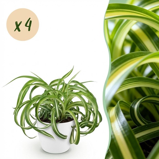 "Zimmerpflanze - Chlorophytum comosum Bonnie - Lockige Graslilie - Haustierfreundliche Pflanze - Grün - 4 Pflanzen - mit Potter Weiß - Topf 12cm - Höhe 20cm image"