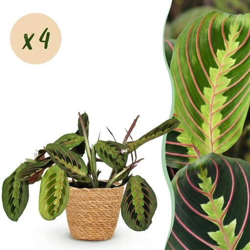 "Zimmerpflanze - Maranta Fascinator Tricolour - Gebetsblatt - Haustierfreundliche Pflanze - Grün - 4 Pflanzen - mit Korb - Topf 12cm - Höhe 25cm image"