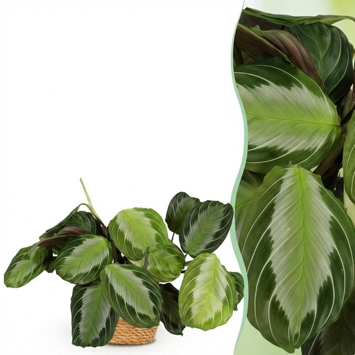 "Zimmerpflanze - Maranta Fascinator Silverband - Gebetspflanze - Haustierfreundliche Pflanze - Grün - 1 Pflanze - mit Korb - Topf 12cm - Höhe 25cm image"