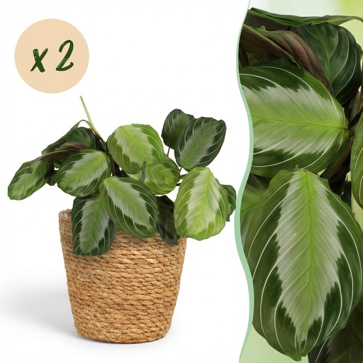"Zimmerpflanze - Maranta Fascinator Silverband - Gebetspflanze - Haustierfreundliche Pflanze - Grün - 2 Pflanzen - mit Korb - Topf 12cm - Höhe 25cm image"