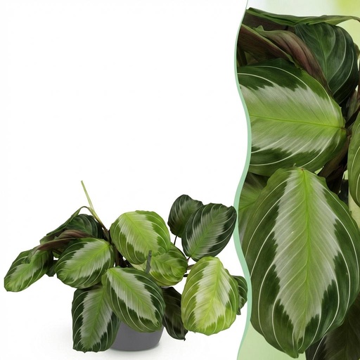 "Zimmerpflanze - Maranta Fascinator Silverband - Gebetspflanze - Haustierfreundliche Pflanze - Grün - 1 Pflanze - mit Potter Grau - Topf 12cm - Höhe 25cm image"