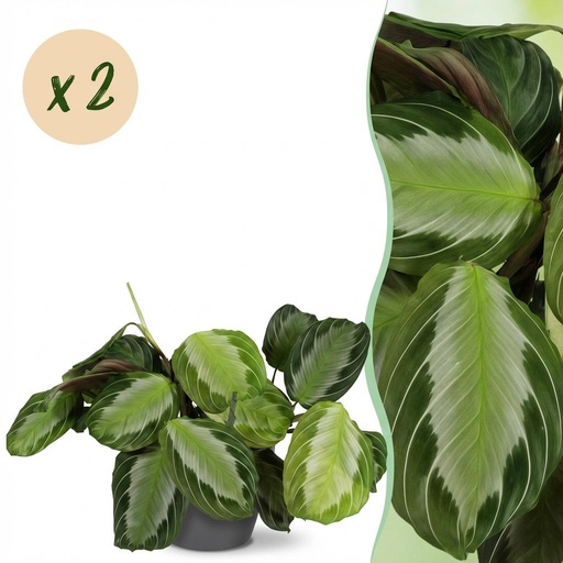 "Zimmerpflanze - Maranta Fascinator Silverband - Gebetspflanze - Haustierfreundliche Pflanze - Grün - 2 Pflanzen - mit Potter Grau - Topf 12cm - Höhe 25cm image"