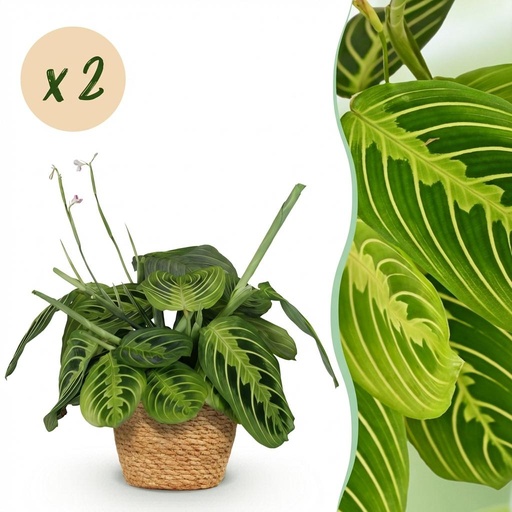 "Zimmerpflanze - Maranta Fascinator Lemon Lime - Gebetspflanze - Haustierfreundliche Pflanze - Grün - 2 Pflanzen - mit Korb - Topf 12cm - Höhe 25cm image"