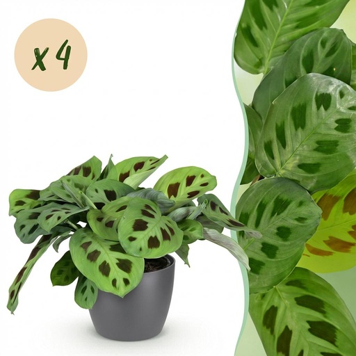 "Zimmerpflanze (Zimmerpflanze spec.) – pflegeleichte Zimmerpflanze, Höhe ca. 12 cm image"