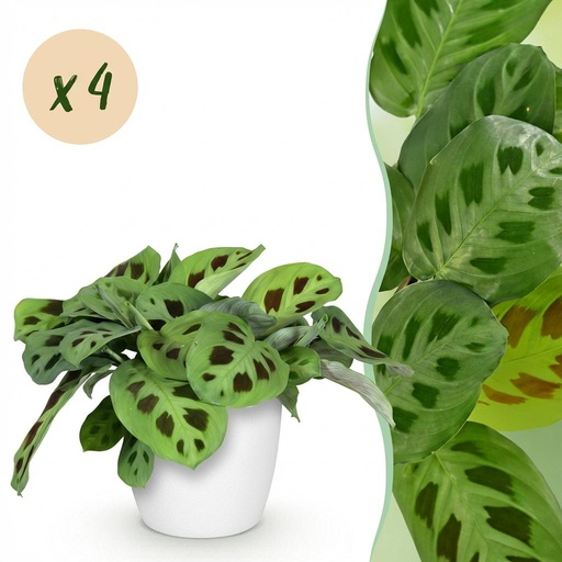 "Zimmerpflanze (Zimmerpflanze spec.) – pflegeleichte Zimmerpflanze, Höhe ca. 12 cm image"