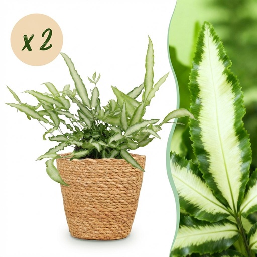 "Zimmerpflanze - Pteris cretica Albolineata - Schwertfarn - Haustierfreundliche Pflanze - Grün - 2 Pflanzen - mit Korb - Topf 12cm - Höhe 20cm image"
