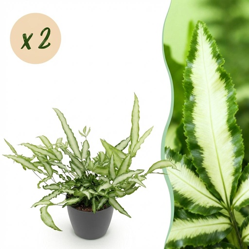 "Zimmerpflanze - Pteris cretica Albolineata - Schwertfarn - Haustierfreundliche Pflanze - Grün - 2 Pflanzen - mit Potter Grau - Topf 12cm - Höhe 20cm image"