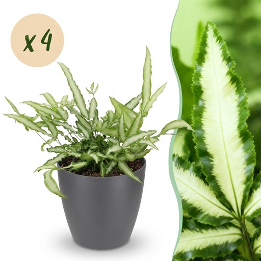"Zimmerpflanze - Pteris cretica Albolineata - Schwertfarn - Haustierfreundliche Pflanze - Grün - 4 Pflanzen - mit Potter Grau - Topf 12cm - Höhe 20cm image"