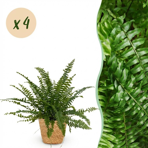 "Zimmerpflanze (Zimmerpflanze spec.) – pflegeleichte Zimmerpflanze, im Dekokorb, Höhe ca. 12 cm image"