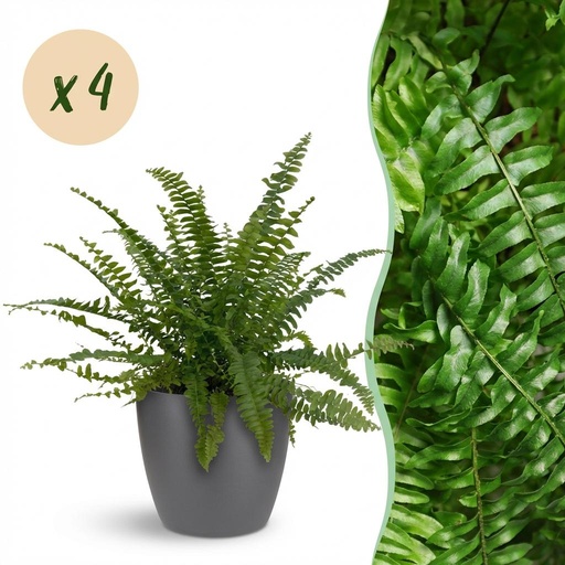 "Zimmerpflanze - Nephrolepsis exaltata Green Lady - Farn - Haustierfreundliche Pflanze - Grün - 4 Pflanzen - mit Potter Grau - Topf 12cm - Höhe 25cm image"