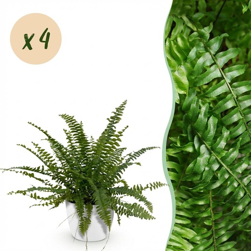 "Zimmerpflanze - Nephrolepsis exaltata Green Lady - Farn - Haustierfreundliche Pflanze - Grün - 4 Pflanzen - mit Potter Weiß - Topf 12cm - Höhe 25cm image"