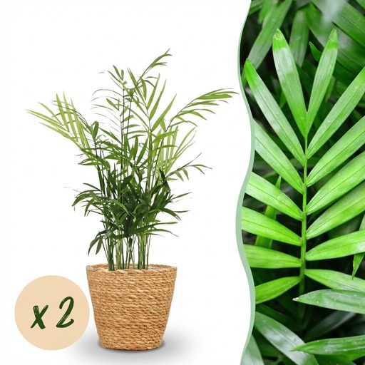 "Zimmerpflanze - Chamaedorea elegans - Goldpalme - Haustierfreundliche Pflanze - Grün - 2 Pflanzen - mit Korb - Topf 12cm - Höhe 15cm image"