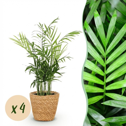 "Zimmerpflanze - Chamaedorea elegans - Goldpalme - Haustierfreundliche Pflanze - Grün - 4 Pflanzen - mit Korb - Topf 12cm - Höhe 15cm image"