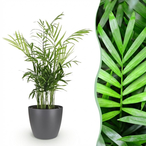 "Zimmerpflanze - Chamaedorea elegans - Goldpalme - Haustierfreundliche Pflanze - Grün - 1 Pflanze - mit Potter Grau - Topf 12cm - Höhe 15cm image"
