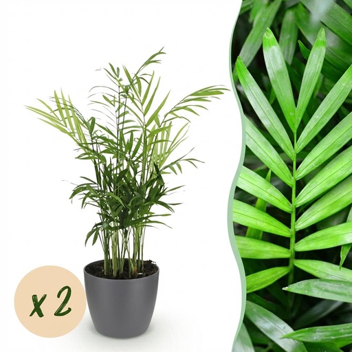 "Zimmerpflanze - Chamaedorea elegans - Goldpalme - Haustierfreundliche Pflanze - Grün - 2 Pflanzen - mit Potter Grau - Topf 12cm - Höhe 15cm image"