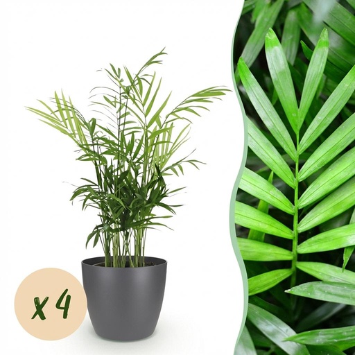 "Zimmerpflanze - Chamaedorea elegans - Goldpalme - Haustierfreundliche Pflanze - Grün - 4 Pflanzen - mit Potter Grau - Topf 12cm - Höhe 15cm image"