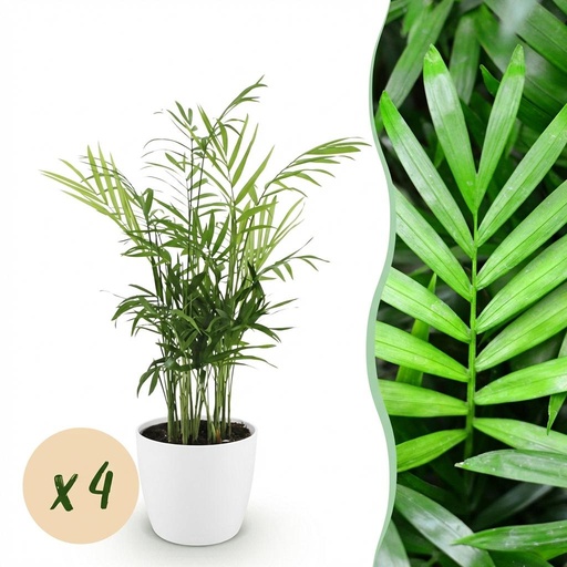 "Zimmerpflanze - Chamaedorea elegans - Goldpalme - Haustierfreundliche Pflanze - Grün - 4 Pflanzen - mit Potter Weiß - Topf 12cm - Höhe 15cm image"