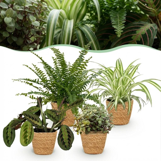 "Zimmerpflanze - Chlorophytum - Maranta - Calissia - Nephrolepsis - Mix aus 4 - Haustierfreundliche Pflanzen - Grün - 4 Pflanzen - mit Korb - Topf 12cm - Höhe 25cm image"