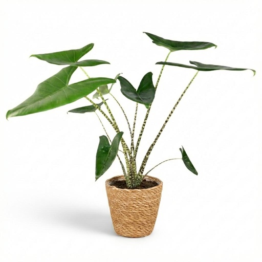 "Zimmerpflanze 'Zebrina' (Zimmerpflanze spec.) – pflegeleichte Zimmerpflanze, im Dekokorb, Höhe ca. 21 cm image"