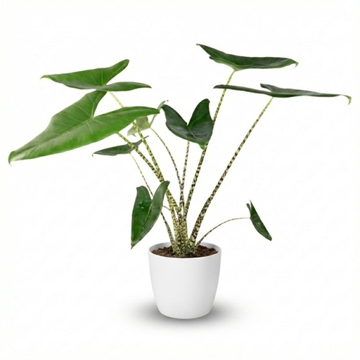 "Zimmerpflanze - Elefantenohr - Alocasia Zebrina - Grün - Pflegeleicht - 1 Pflanze - Topf 21 cm - Höhe 70 - 75 cm image"