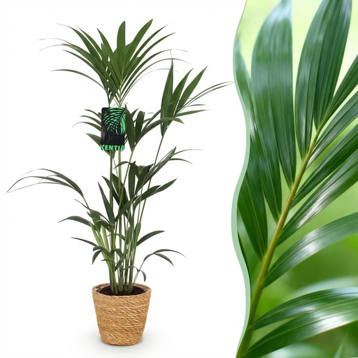 "Zimmerpflanze - Howea Forsteriana - Kentia-Palme - Wenig Pflege - Grün - 1 Pflanze - mit Korb - Topf 21cm - Höhe 120-130cm image"