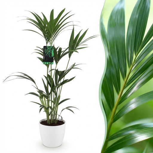 "Zimmerpflanze - Howea Forsteriana - Kentia-Palme - Wenig Pflege - Grün - 1 Pflanze - mit Potter Weiß - Topf 21cm - Höhe 120-130cm image"