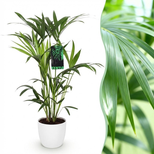 "Zimmerpflanze - Howea Forsteriana - Kentia Palme - Wenig Pflege - Grün - 1 Pflanze - mit Potter Weiß - Topf 19cm - Höhe 80-85cm image"