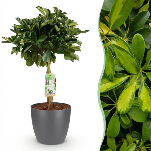 "Zimmerpflanzen - Schefflera Gold Capelle - Fingerbaum - Wenig Pflege - Grün - Gold - 1 Pflanze - mit Potter Grau - Topf 21cm - Höhe 70-81cm image"