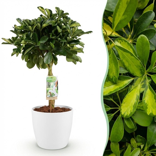 "Zimmerpflanzen - Schefflera Gold Capelle - Fingerbaum - Wenig Pflege - Grün - Gold - 1 Pflanze - mit Potter Weiß - Topf 21cm - Höhe 70-81cm image"