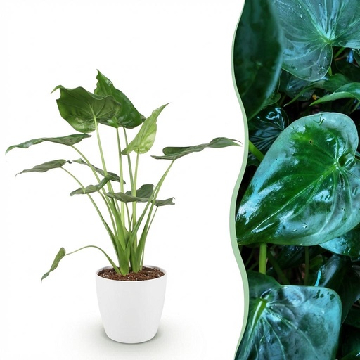 "Fensterblatt 'Cucullata' (Zimmerpflanzen) – pflegeleichte Zimmerpflanze, Höhe ca. 21 cm image"