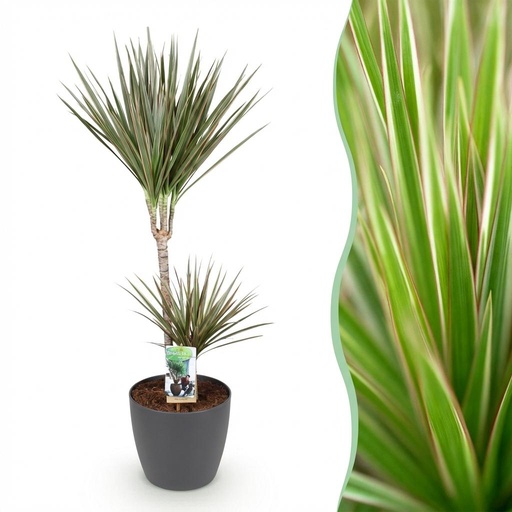 "Zimmerpflanzen - Dracaena Marginata Bicolor - Drachenbaum - Pflegeleicht - Grün - Braun - 1 Pflanze - mit Potter Grau - Topf 21cm - Höhe 90-100cm image"