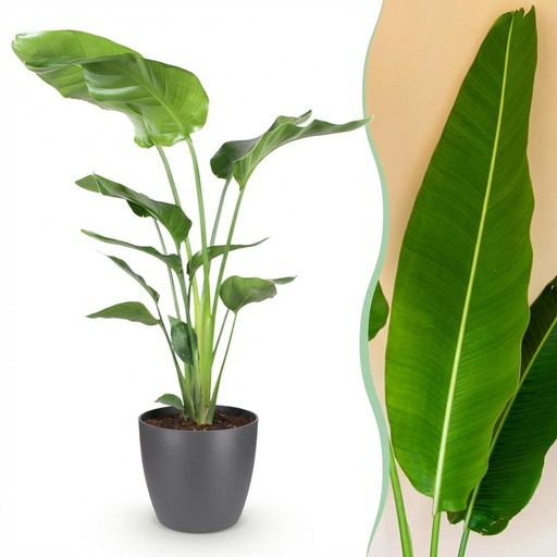 "Zimmerpflanzen - Strelitzia Nicolai - Paradiesvogelblume - Geringer Pflegeaufwand - Grün - 1 Pflanze - mit Potter Grau - Topf 21cm - Höhe 110-120cm image"